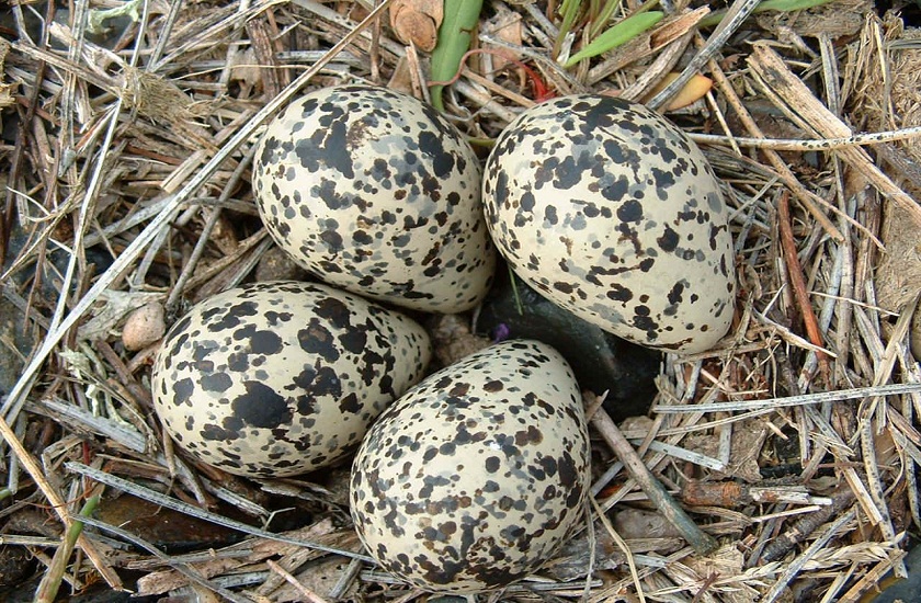 titvi bird eggs