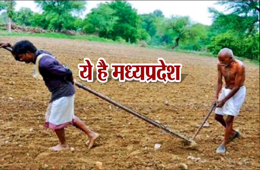madhya pradesh ऐसी मजबूरीः 80 साल के बुजुर्ग को उठाना पड़ा हल, बेटे को बनना पड़ा बैल