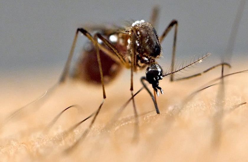 Research Says Mosquitoes Have Sharp Mind - बदला लेने में किसी नागिन से कम नहीं होते हैं मच्छर, भूलकर भी न करें ऐसी गलती | Patrika News