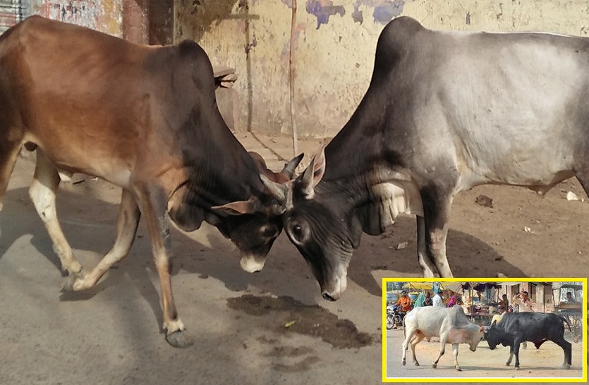 बाजार हो या हाइवे... शहर में खुले घूमते हैं आवारा जानवर, खाने-पीने को आपस में भिड़ जाते हैं; आए दिन राहगीर हो रहे हैं चोटिल बाजार हो या हाइवे... शहर में खुले घूमते हैं आवारा जानवर, खाने-पीने को आपस में भिड़ जाते हैं; आए दिन राहगीर हो रहे हैं चोटिल