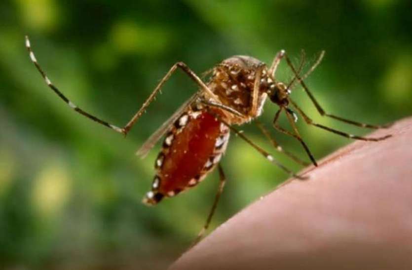 Dengue डेंगू की गिरफ्त में हिमाचल प्रदेश, सामने आए 110 से अधिक मामले
