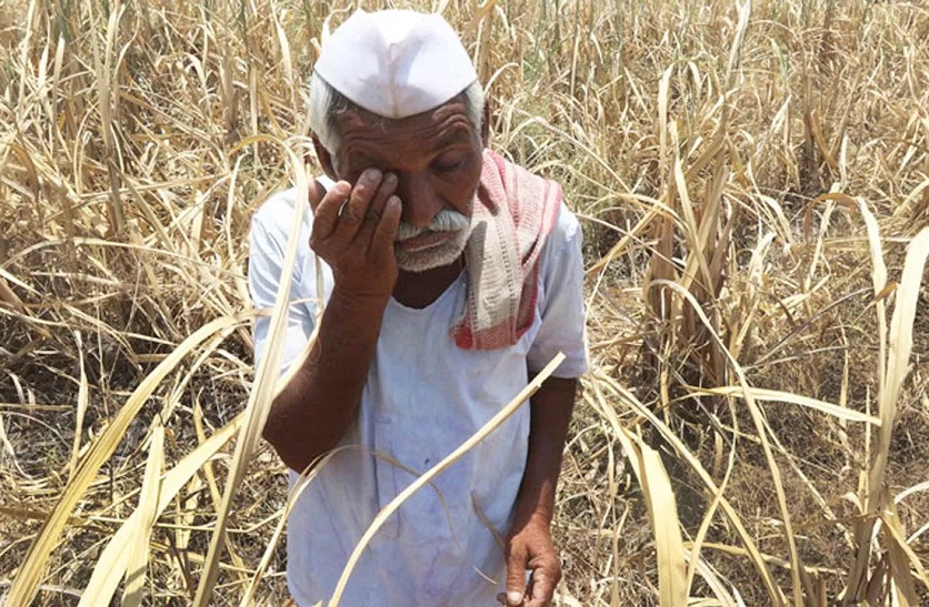 किसान मानूसन की दस्तक के बाद भी करौली बारिश से तरबतर नहीं हो सका, नहीं हुई बारिश तो सूखेंगी फसल; आंसूओं से भीगेंगी आखें