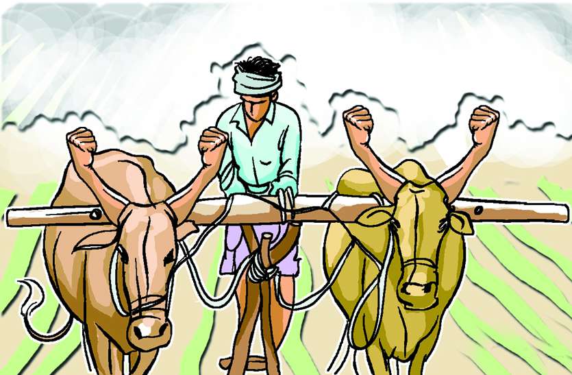 farmers is loan 196 करोड़ रुपए का कर्ज लेकर किसानों ने खेती पर लगाया दांव