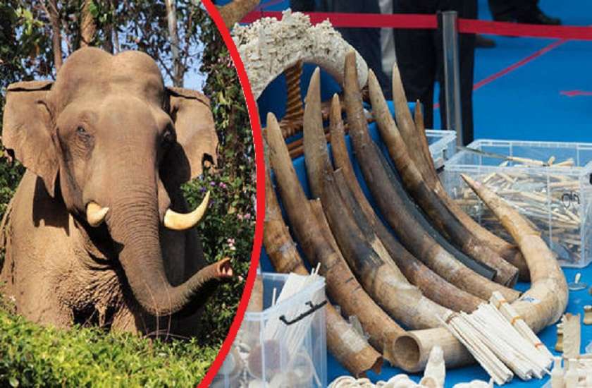 10 Countries Involved In Sale Of Illegal Ivory - 10 देशों में धड़ल्ले से  बिक रही थी ये अवैध चीज, एक अभियान के खोल दी कई गुनहगारों की पोल | Patrika  News