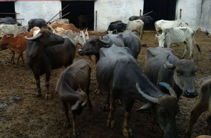 Five cattle but half a hundred cattle closed in Kanji House दर्ज पांच मवेशी लेकिन कांजी हाउस में आधा सैकड़ा मवेशी बंद