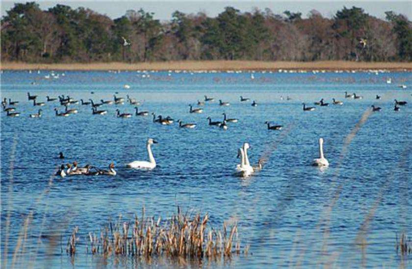 Chilka lake