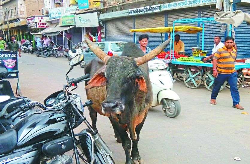 sikar news घूमने निकले सेवानिवृत्त थानाधिकारी पर सांड ने किया हमला, गंभीर घायल