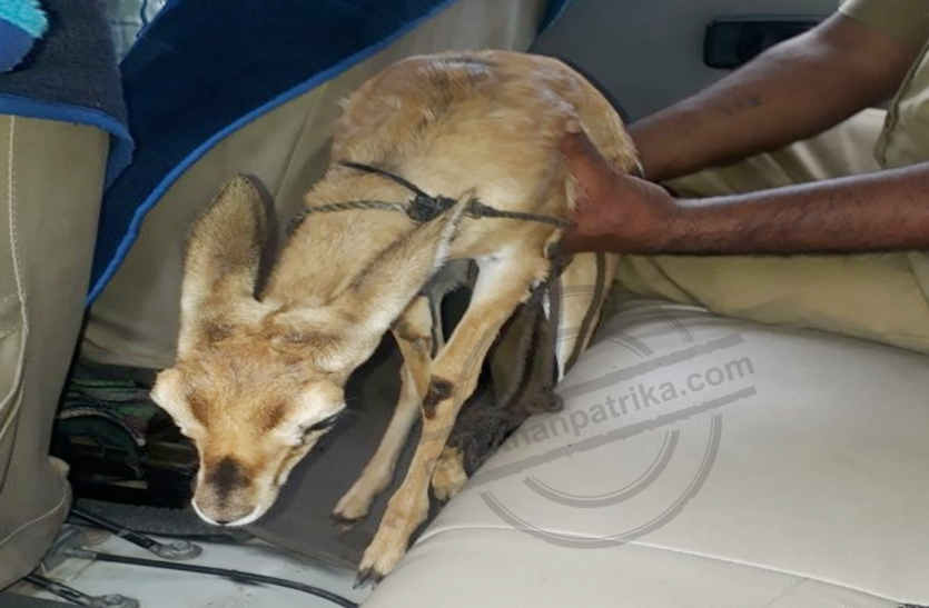 Freed hostage Cikanra in bhilwara जंगल से उठा लाया चिंकारा का बच्चा, भेड़ बकरियों की तरह घर में बांधा, फिर जो हुआ