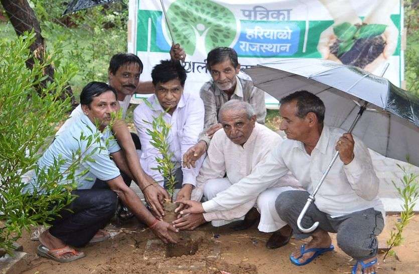 churu patrika news हरियाळो राजस्थान अभियान में उमड़ रहे लोग, उत्साह से कर रहे पौधरोपण