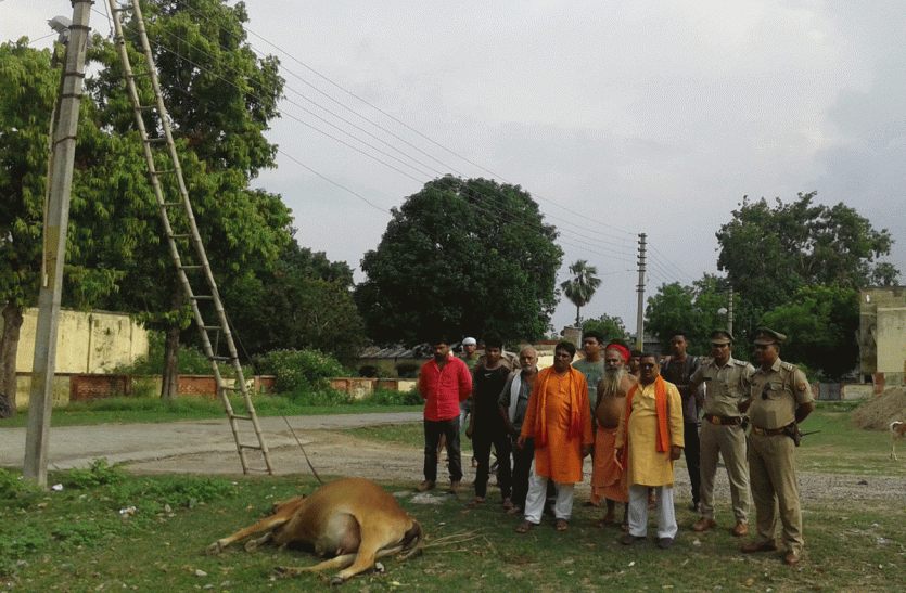 Cow death due to Electric shock In Faizabad खम्भे में उतरे करंट से गयी गाय की जान हिन्दू संगठनो ने जताया आक्रोश
