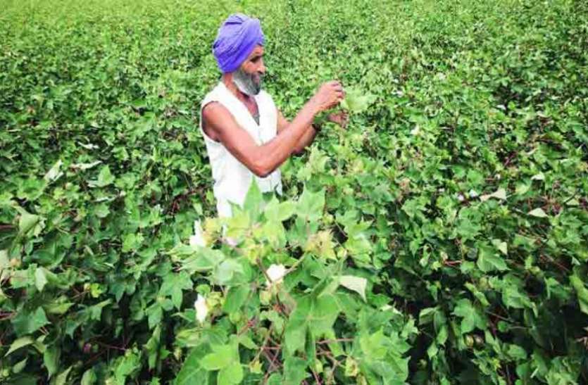 GM Crop जीएम फसलों की खेती में भारत दुनिया में पांचवें स्थान पर, चीन-पाकिस्तान को पछाड़ा