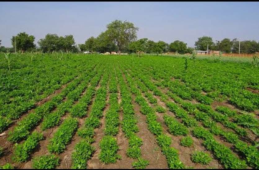 jailsalmer news 5.73 लाख हैक्टेयर में खेती का लक्ष्य, अब तक 12 फीसदी क्षेत्र में बुआई
