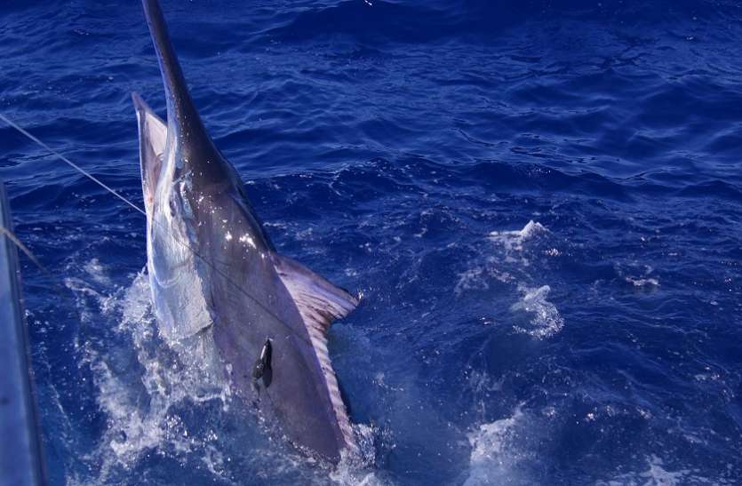 185 kg black marlin fish caught in the bay of bengal इस चीज की तलाश में प्रशांत महासागर से आया 185 किलो का जीव, विशेषज्ञ ने कही ये बात