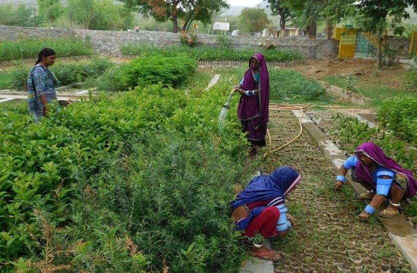 sirohi पौने तीन लाख पौधों से लहलहा रही वन विभाग की नर्सरी
