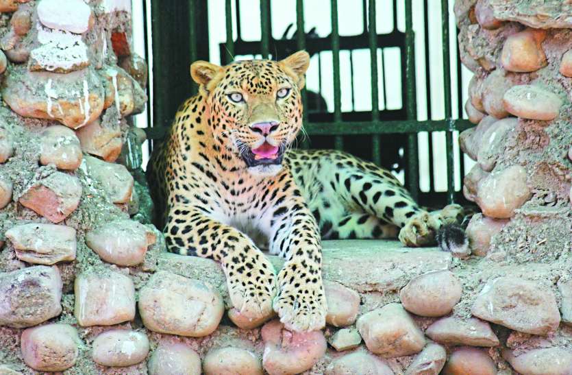 leopard कानन के तेंदुए की किडनी फेल, खाना और पानी छोड़ा
