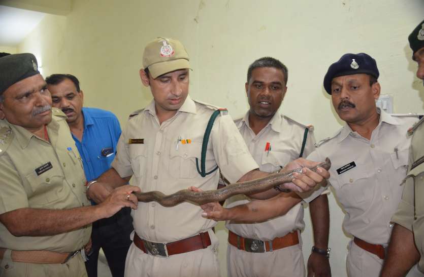 Red Sed Boa Snake smuggled, arrested four accused in khandwa रेड सेंड बोआ सांप की तस्करी का पर्दाफाश, अरब देशों में होता है सप्लायी