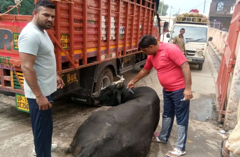 meerut गोवंश को पकड़ने का तस्करों का यह तरीका जानकर हैरान हो जाएंगे आप