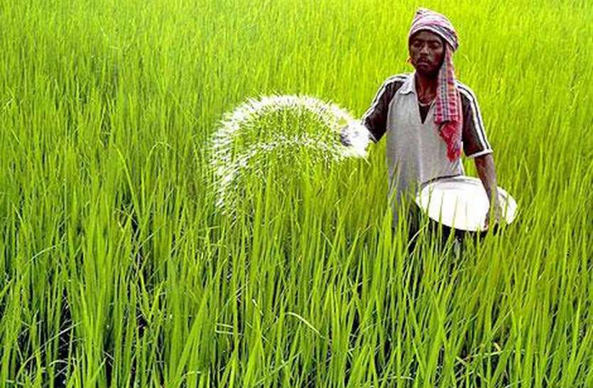 patrika छोटे उपकरणों सहित कीटनाशक पर सरकार ने किया अनुदान खत्म