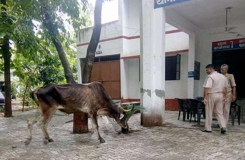 meerut गाेतस्करी के लिए इन धार्मिक वस्तुआें का लेते थे सहारा, पुलिस भी चकरा गर्इ