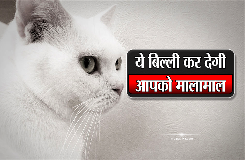 Billi Se Jude Shakun आम ब ल ल य क तरह नह ह त यह ब ल ल ज सक प स भ ह त ह बन ज त ह म ल म ल Patrika News