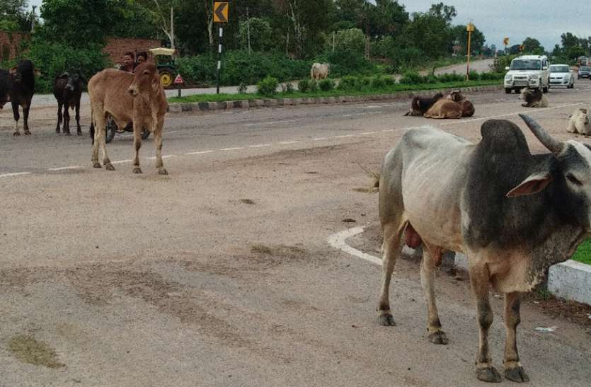 The gathering of cattle on the highway, the fear of death at every ste हाइवे पर मवेशियों पर जमावड़ा, हर कदम पर मौत का डर
