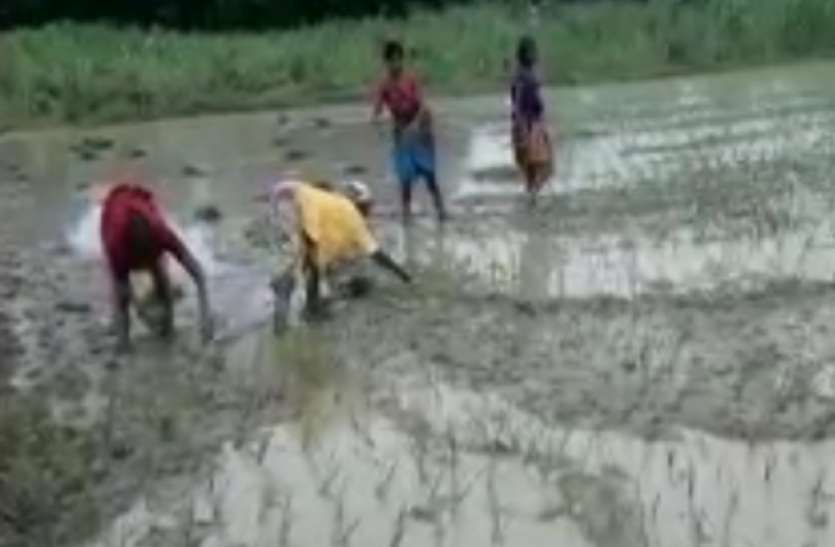 balrampur किसानों की गृहणियां ने खेतों में लोकगीत गाया, की धान की रोपाई