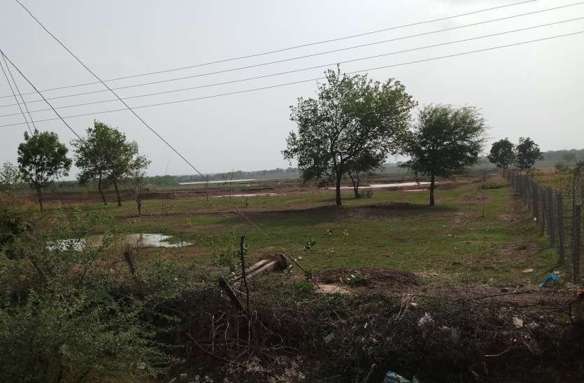 plantation in khilora बेमेतरा में एक ही जंगल, जहां के पेड़ भी सूखे