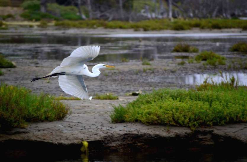 wetland ब्रिटेन में समुद्र का निवाला बनेगी आद्रभूमि!