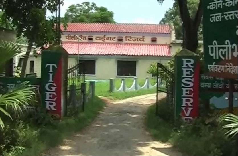 tiger पीलीभीत टाइगर रिजर्व की सुरक्षा होगी और कड़ी, अपराधियों की हो रही लिस्ट तैयार