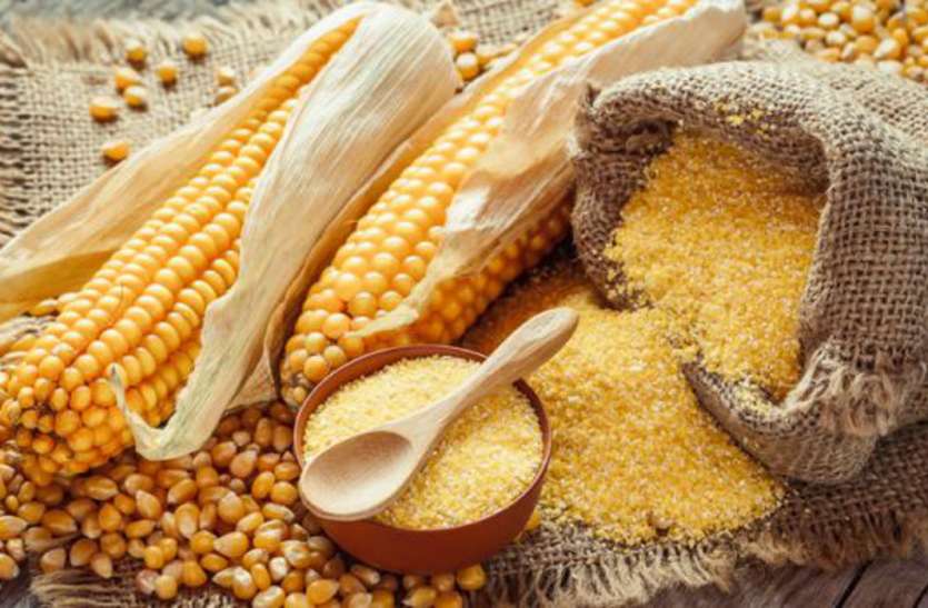 Corn fest in chhindwara वैज्ञानिक मक्के पर करेंगे मंथन, इस शहर में मक्के पर होगा महाकुम्भ