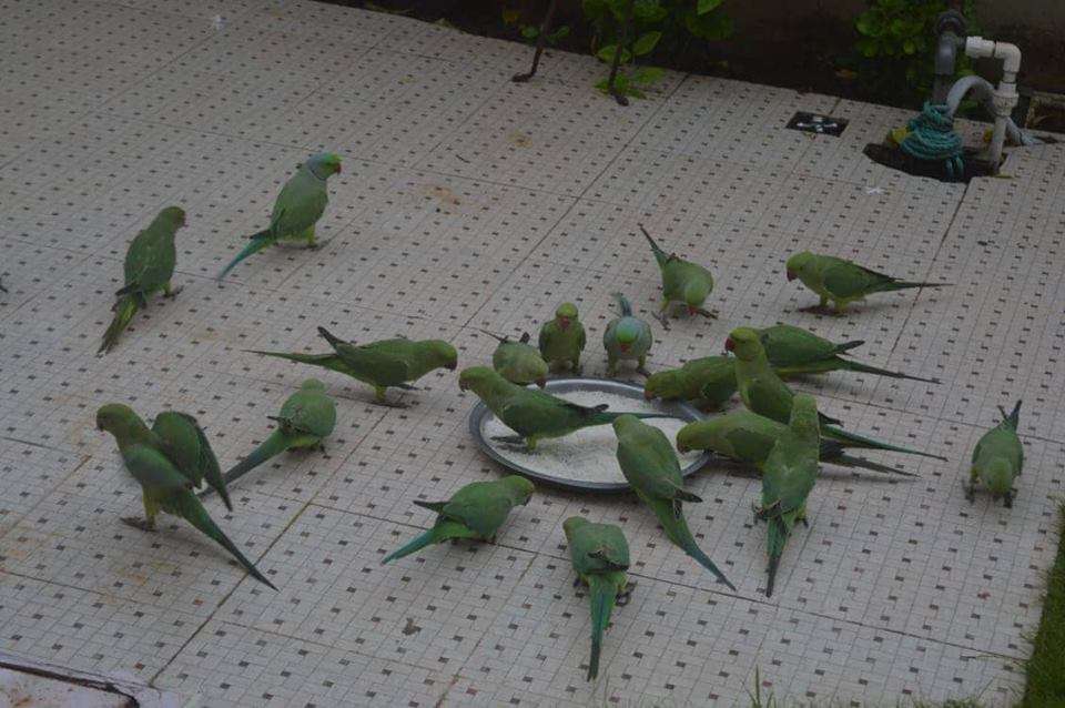 Parrot Myna Mehfil Dosti exemplary Granule