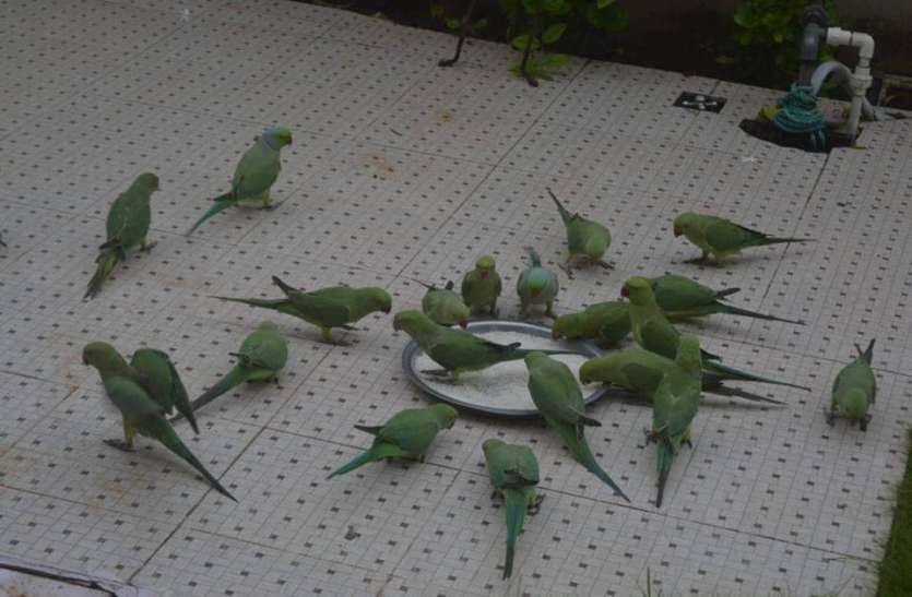 Parrot Myna Mehfil Dosti exemplary Granule अजब-गजब : तोता-मैना की एेसी महफिल कहीं और नहीं मिलेगी देखने, आप भी देखिए-डोंट मिस