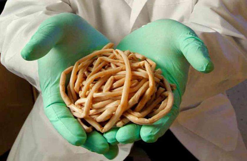 tapeworm eggs