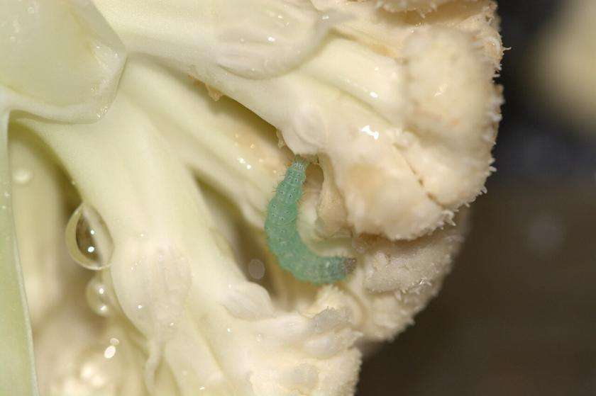 tapeworm eggs