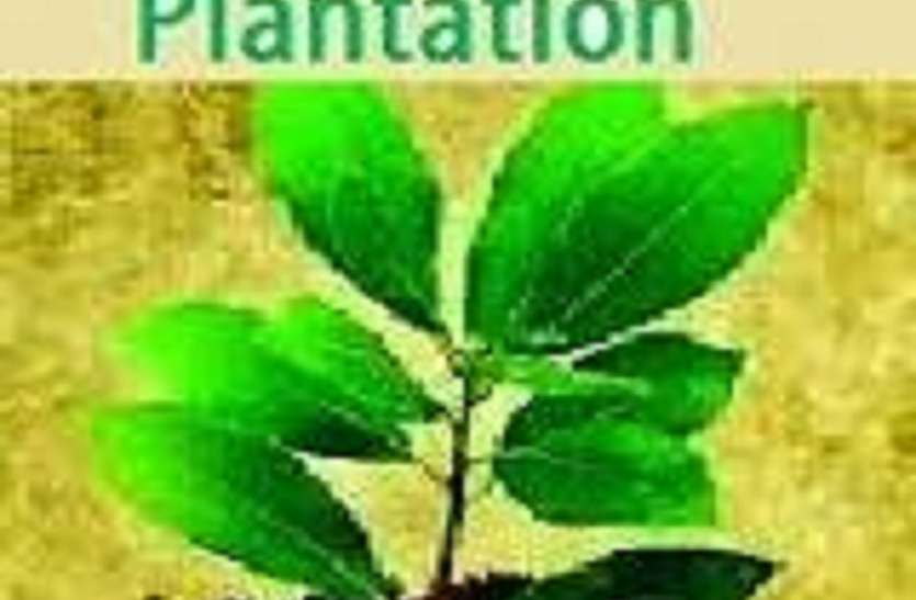 District Panchayat will fill grap filling of plantation plantation done last year, planted three lakh plants पिछले वर्ष किए गए पौध रोपण की गेप फिलिंग भरेगा जिला पंचायत, लगाए गए थे तीन लाख पौधे