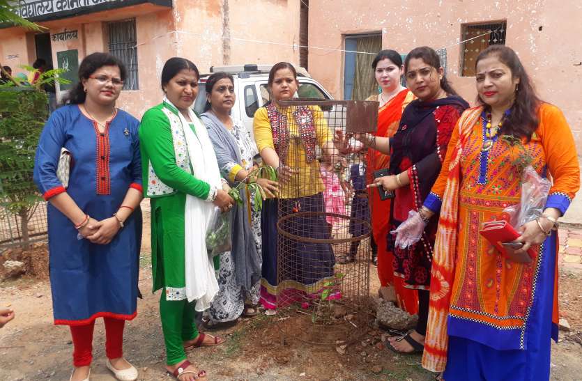 Plant trees carefully,If apply in scientific method then never wilts पौधे लगाएं बड़े प्यार से, पर सावधानीपूर्वक