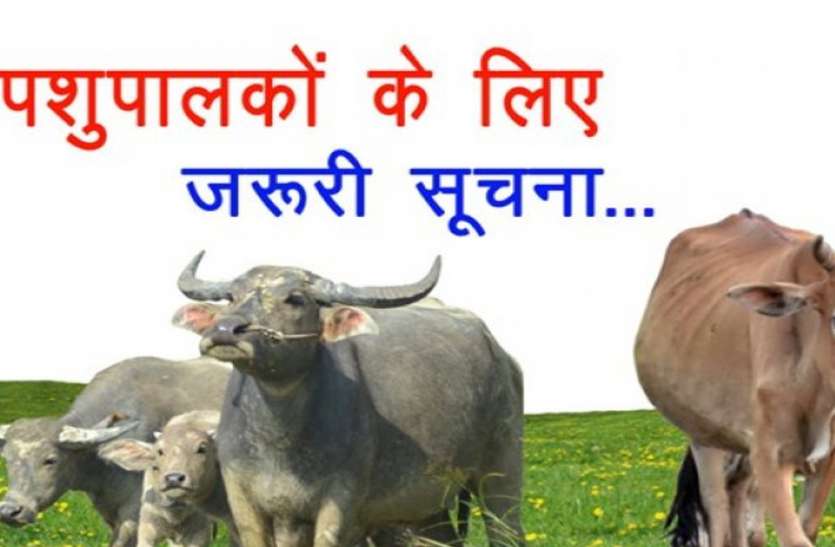 nutritious food for animals पशुपालकों के लिए जरूरी जानकारी, पशुओं को ऐसे बनाएं सेहतमंद