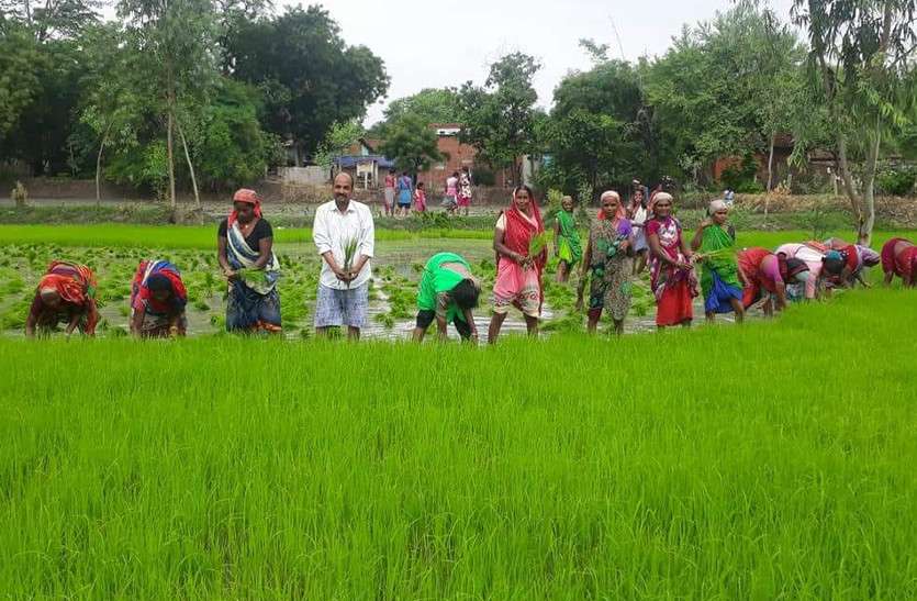 फसल की पैदावार बढ़ाने किसान पंजाब की तर्ज पर कर रहे धान की खेती, जानें किस पद्धति का कर रहे इस्तेमाल फसल की पैदावार बढ़ाने किसान पंजाब की तर्ज पर कर रहे धान की खेती, जानें किस पद्धति का कर रहे इस्तेमाल