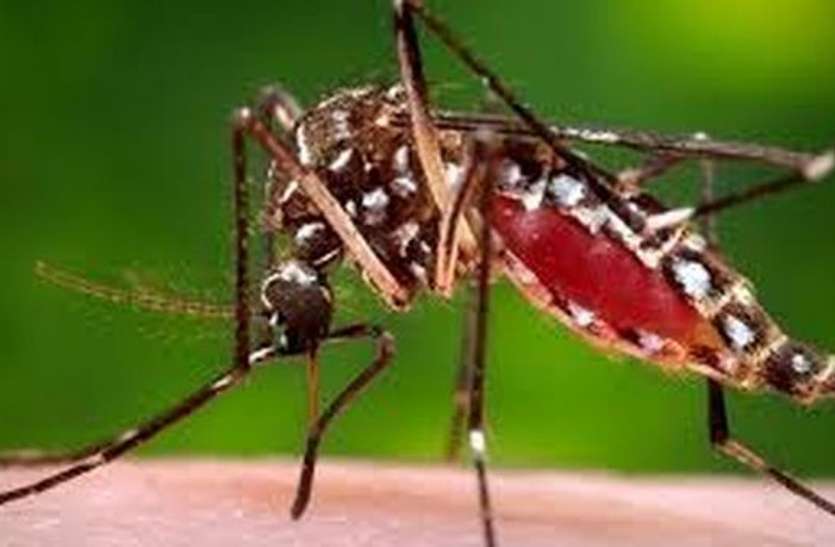dengue डेंगू की जांच को लेकर चिकित्सक एकमत नहीं