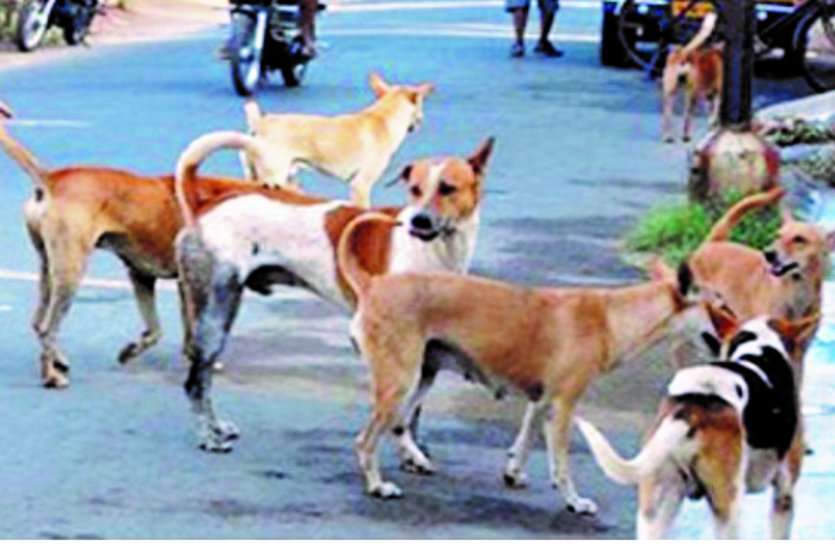 प्रतिदिन सात लोग हो रहे डॉग बाइट के शिकार, 110 दिन में 699 हो गए जख्मी प्रतिदिन सात लोग हो रहे डॉग बाइट के शिकार, 110 दिन में 699 हो गए जख्मी
