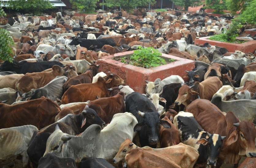 kota news गोवंश के लिए यह 'मृत्युशाला