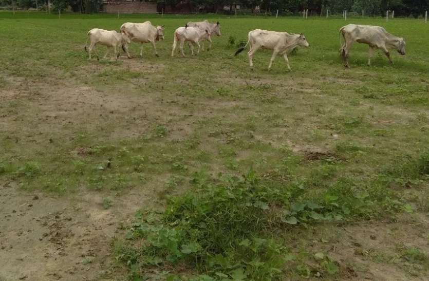 news करौली के गुर्जा और सवाईमाधोपुर के गांव मठ के लोगों के बीच सीमा को लेकर तनाव बढ़ा, लाठी ले आमने-सामने आ गए