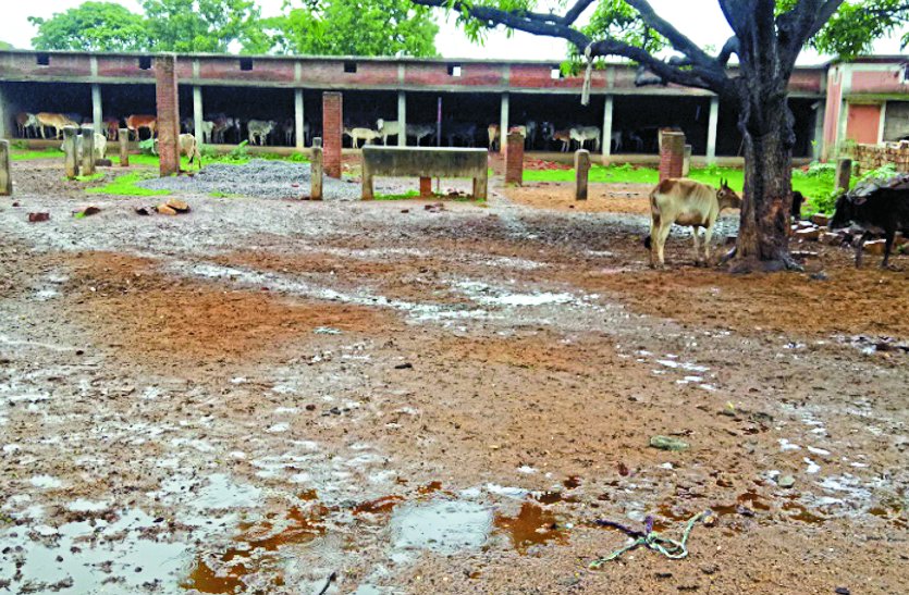 Mahavir Gaushala महावीर गौशाला डौंडीलोहारा बन गया है नशेडिय़ों का अड्डा