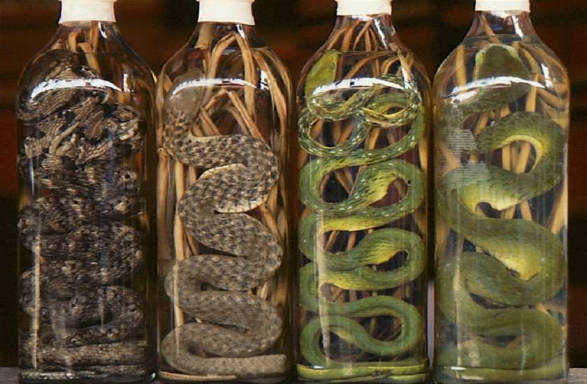 chinese girl buys snake to make wine gets bitten and dies