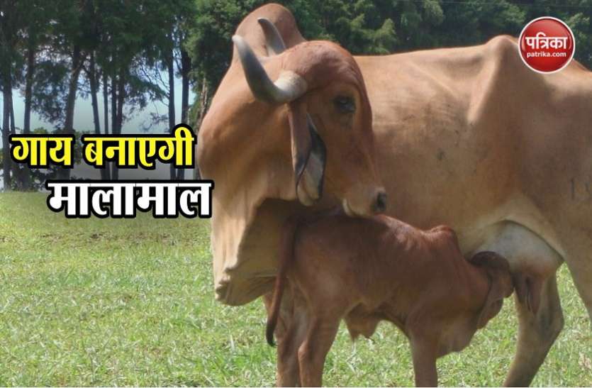 Cow राजस्थान के पशुपालक गोमूत्र से कर रहे हैं लाखों की कमार्इ, आपके पास भी है मौका