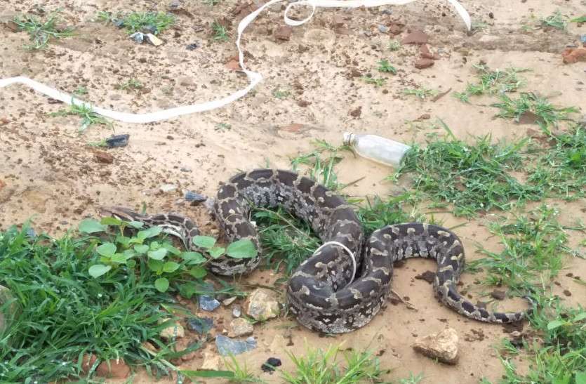 Huge python महिलाओं-युवतियों के योगा क्लास में छत से गिरा विशाल अजगर, हलक में आ गई जान, फिर हुआ ये