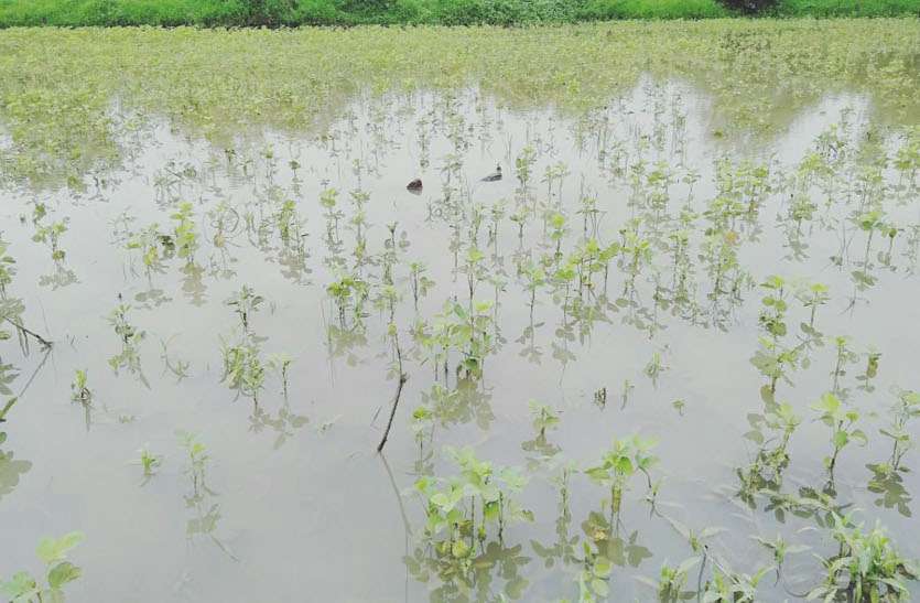 sehore, sehore news, sehore patrika, patrika news, patrika bhopal, bhopal mp, latest hindi news, barish, mousam, fasal, crops, high alart, weather department, soyabin, खेतों में खड़ी सोयाबीन फसल पर मंडराया खतरा