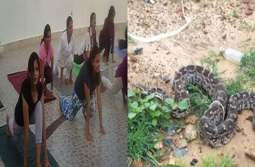 python news योगा क्लास में लड़कियों और महिलाओं के ऊपर जब छत से गिरा 10 फिट का अज़गर, फिर जो हुआ...