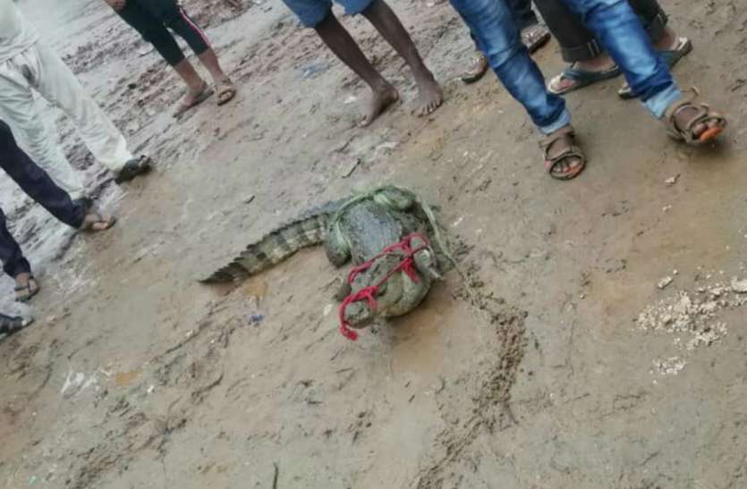 Crocodile मगरमच्छ से भिड़ गया 16 साल का लड़का, अकेले रस्सियों से जकड़ दिया, लोगों ने दांतों तले उंगली दबा लीं
