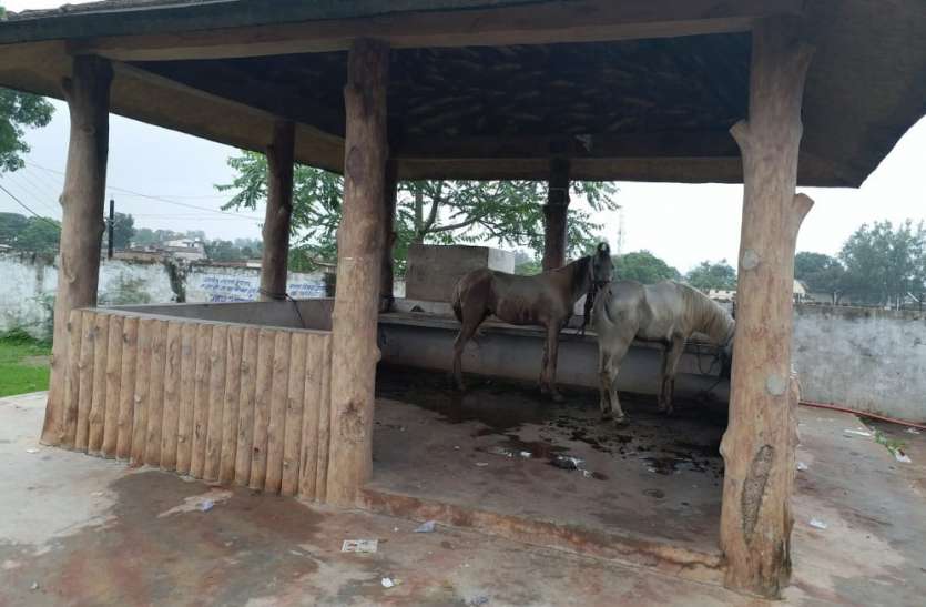Horses tied to the tourist spot in panna mp पन्ना के इस पर्यटन स्थल पर बांध रहे घोड़े, नपा की लापरवाही उजागर